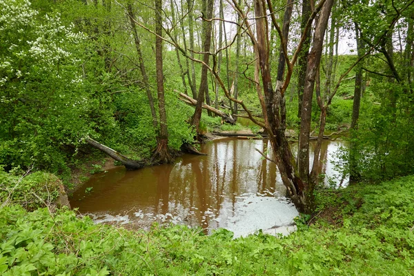 Rzeka Parku Leśnym Drzewa Rośliny Mech Paproć Zielona Trawa Refleksje — Zdjęcie stockowe