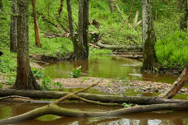 Rzeka Parku Leśnym Rośliny Mech Paproć Zielona Trawa Upadłe Drzewa — Zdjęcie stockowe