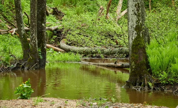 Rzeka Parku Leśnym Rośliny Mech Paproć Zielona Trawa Upadłe Drzewa — Zdjęcie stockowe