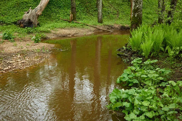 Rivière Dans Parc Forestier Arbres Plantes Mousse Fougère Herbe Verte — Photo