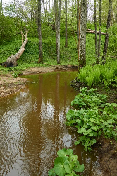 Rzeka Parku Leśnym Drzewa Rośliny Mech Paproć Zielona Trawa Refleksje — Zdjęcie stockowe