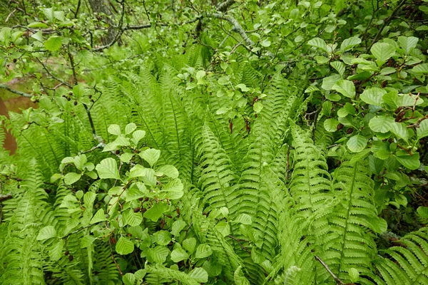 Forest floor of young green fern leaves, close-up. Floral pattern, texture, background. Spring, early summer. Nature, botany, environment, ecology, tropical and rainforest plants, botanical garden