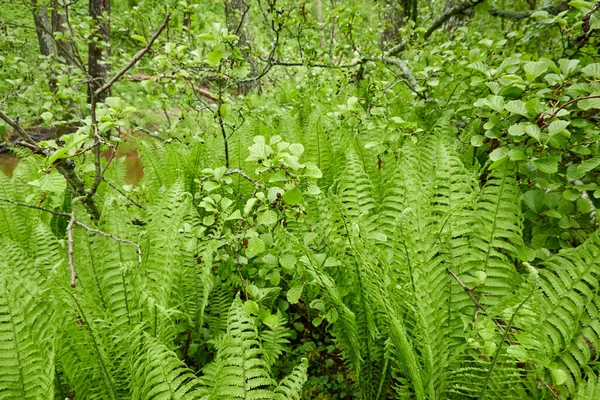 Lesní Dno Mladých Zelených Kapradinových Listů Zblízka Květinový Vzor Textura — Stock fotografie