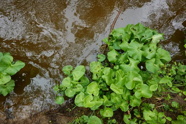 Flod Skogspark Växter Mossa Ormbunke Grönt Gräs Reflektioner Vatten Våren — Stockfoto