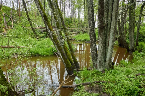 Fluss Einem Waldpark Bäume Pflanzen Moos Farn Grünes Gras Reflexionen — Stockfoto