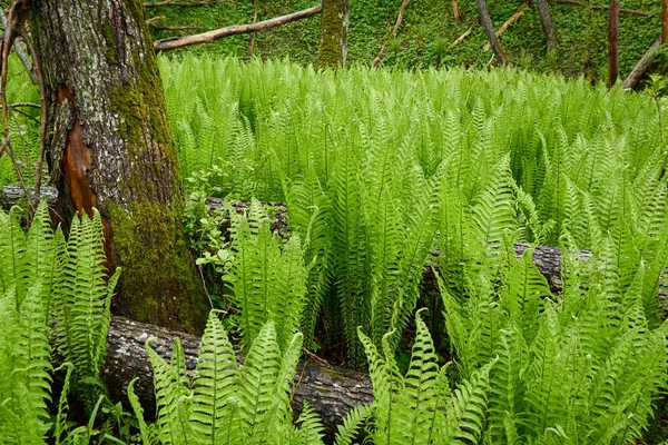 若い緑のシダの葉の森の床 クローズアップ 生態学 熱帯雨林植物 植物園 — ストック写真