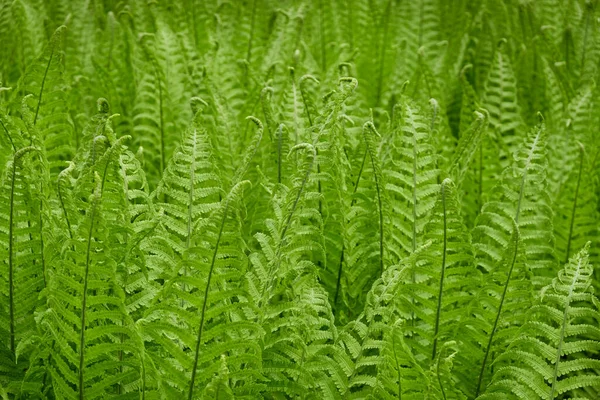 Piso Florestal Folhas Samambaia Verdes Jovens Close Padrão Floral Textura — Fotografia de Stock