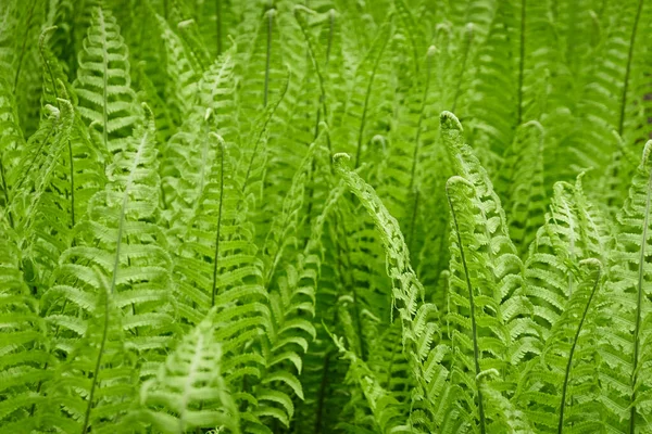 Forest floor of young green fern leaves, close-up. Floral pattern, texture, background. Spring, early summer. Nature, botany, environment, ecology, tropical and rainforest plants, botanical garden