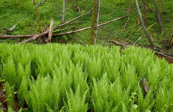 Piso Florestal Folhas Samambaia Verdes Jovens Close Padrão Floral Textura — Fotografia de Stock