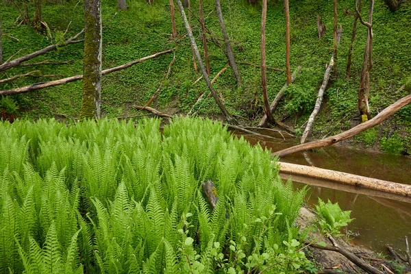 森林公園内の川 緑の草 倒木の丸太ダム 水に関する考察 生態系 生態系 純粋な自然 牧歌的な風景 — ストック写真