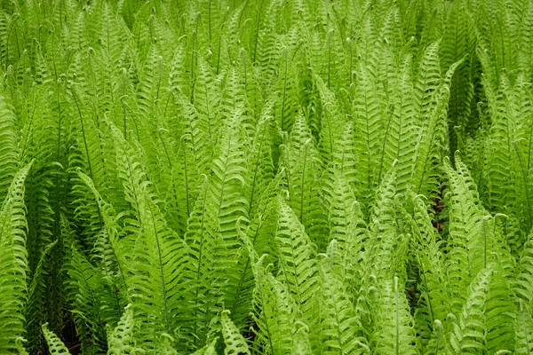 Forest floor of young green fern leaves, close-up. Floral pattern, texture, background. Spring, early summer. Nature, botany, environment, ecology, tropical and rainforest plants, botanical garden