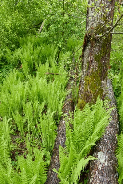 Suelo Del Bosque Hojas Helecho Verde Joven Primer Plano Patrón —  Fotos de Stock