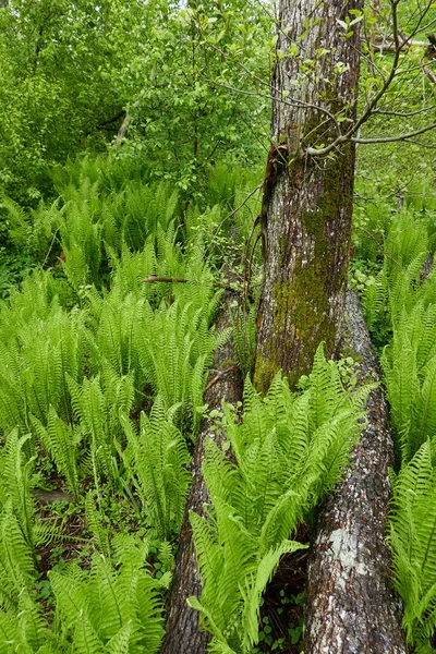 若い緑のシダの葉の森の床 クローズアップ 生態学 熱帯雨林植物 植物園 — ストック写真