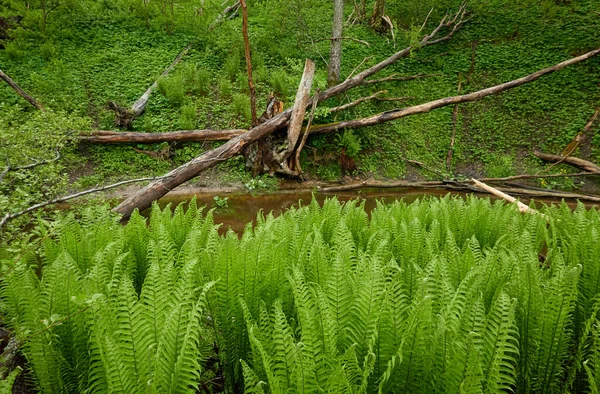 양치식물 클로즈업 식물의 초여름 식물학 식물원 — 스톡 사진