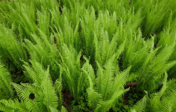 Bosbodem Van Jonge Groene Varenbladeren Close Bloemenpatroon Textuur Achtergrond Lente — Stockfoto