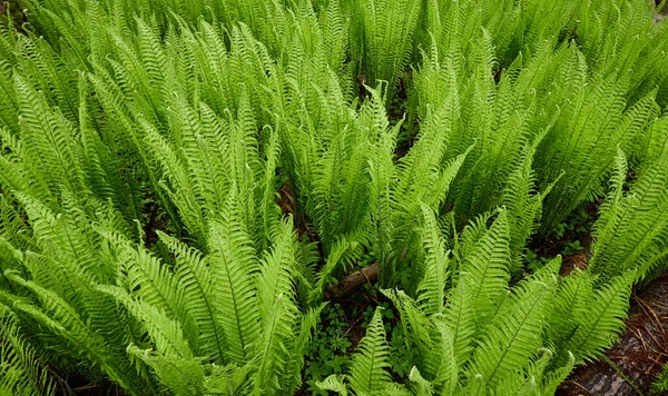 森林地面的年轻的绿色蕨叶 植物学 生态学 热带雨林植物 植物园 — 图库照片