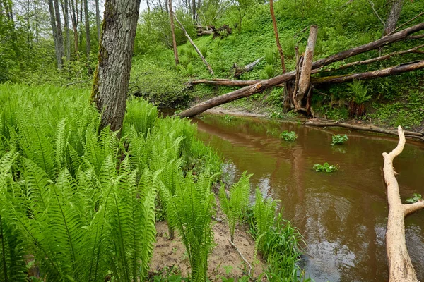Ποτάμι Δασικό Πάρκο Φυτά Βρύα Φτέρη Πράσινο Γρασίδι Πτώση Δένδρων — Φωτογραφία Αρχείου