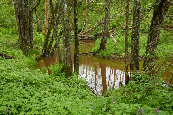 Ποτάμι Δασικό Πάρκο Δέντρα Φυτά Βρύα Φτέρη Πράσινο Γρασίδι Σκέψεις — Φωτογραφία Αρχείου