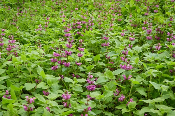 Blooming Lawn Meadow Pink Purple Lamium Flowers Forest Park Spring — Stock Photo, Image