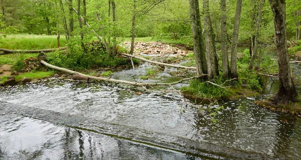 Rzeka Parku Leśnym Drzewa Rośliny Zielona Trawa Wiosna Wczesne Lato — Zdjęcie stockowe