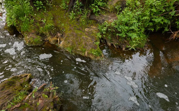 森林公園内の川 緑の草 水に関する考察 生態系 生態系 純粋な自然 植物園 造園デザインコンセプト — ストック写真