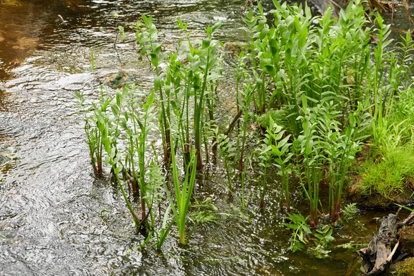 Ποτάμι Δασικό Πάρκο Φυτά Πράσινο Γρασίδι Σκέψεις Για Νερό Άνοιξη — Φωτογραφία Αρχείου