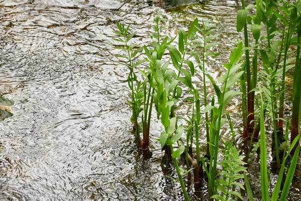 Rzeka Parku Leśnym Rośliny Zielona Trawa Refleksje Nad Wodą Wiosna — Zdjęcie stockowe