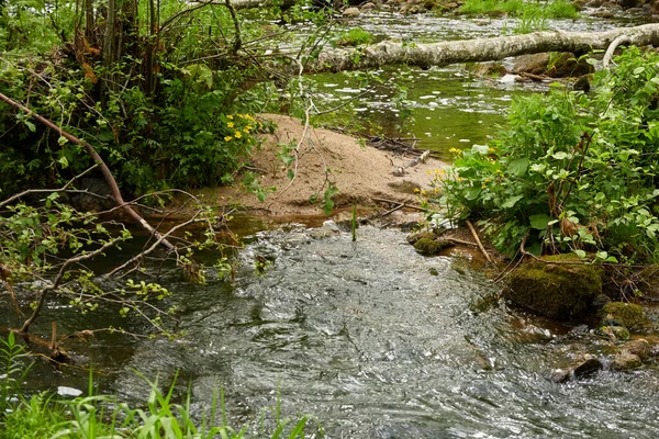 Río Parque Forestal Plantas Hierba Verde Reflexiones Sobre Agua Primavera — Foto de Stock