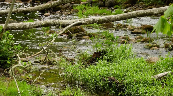 Ποτάμι Δασικό Πάρκο Φυτά Πράσινο Γρασίδι Σκέψεις Για Νερό Άνοιξη — Φωτογραφία Αρχείου