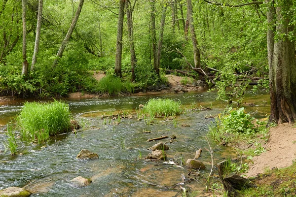 Rzeka Parku Leśnym Drzewa Rośliny Zielona Trawa Wiosna Wczesne Lato — Zdjęcie stockowe