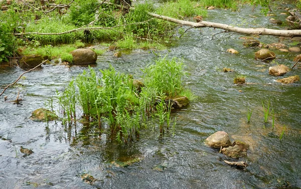 Rzeka Parku Leśnym Rośliny Zielona Trawa Refleksje Nad Wodą Wiosna — Zdjęcie stockowe