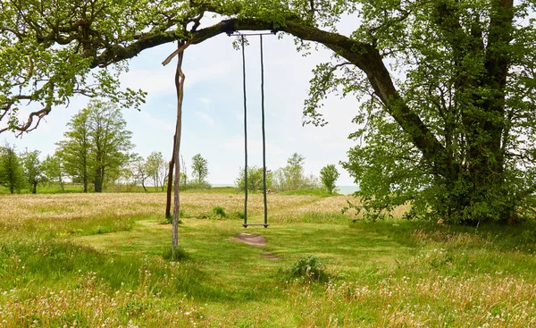 Mighty Deciduous Tree Forest Park Pathway Handmade Wooden Swing Clear — Stock Photo, Image