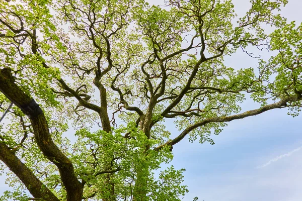 Mighty Deciduous Tree Forest Park Green Leaves Clear Blue Sky — Stock Photo, Image