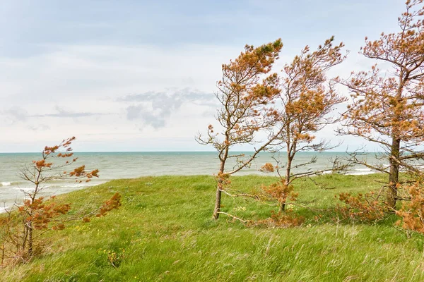 Östersjön Stranden Solig Dag Sanddyner Sandgräs Ensamma Träd Blå Himmel — Stockfoto
