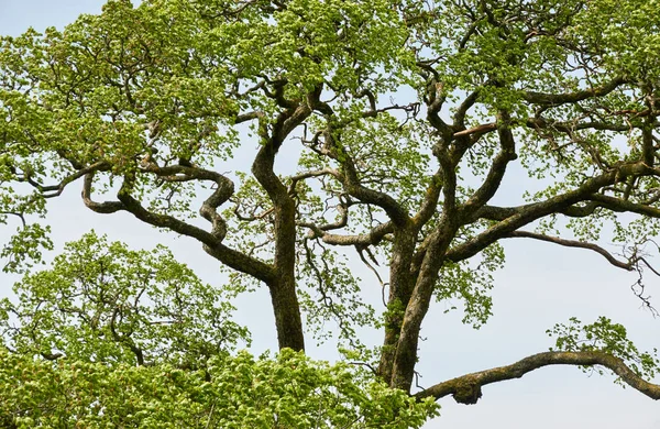 Poderoso Árbol Hoja Caduca Parque Forestal Hojas Verdes Cielo Azul — Foto de Stock