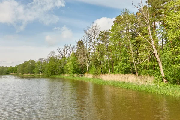 Fiume Parco Verde Della Foresta Lettonia Alberi Piante Primavera Inizio — Foto Stock