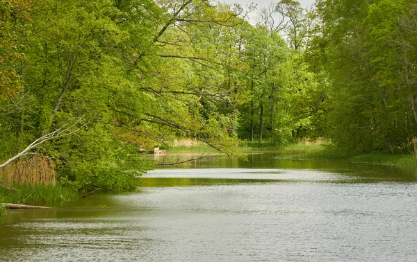 River Green Forest Park Latvia Trees Plants Spring Early Summer — Stock Photo, Image