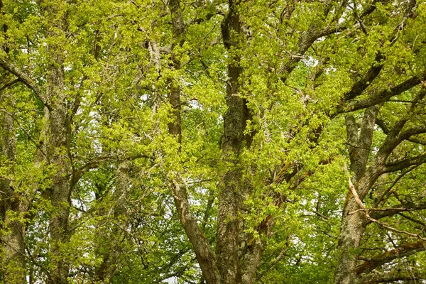 Mächtige Laubbäume Einem Waldpark Grüne Blätter Sommerlandschaft Themen Natur Umwelt — Stockfoto