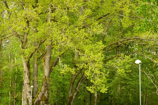 Poderoso Roble Caducifolio Parque Forestal Hojas Verdes Paisaje Verano Naturaleza —  Fotos de Stock