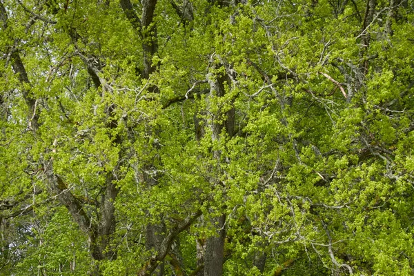 Poderoso Roble Caducifolio Parque Forestal Hojas Verdes Paisaje Verano Naturaleza —  Fotos de Stock