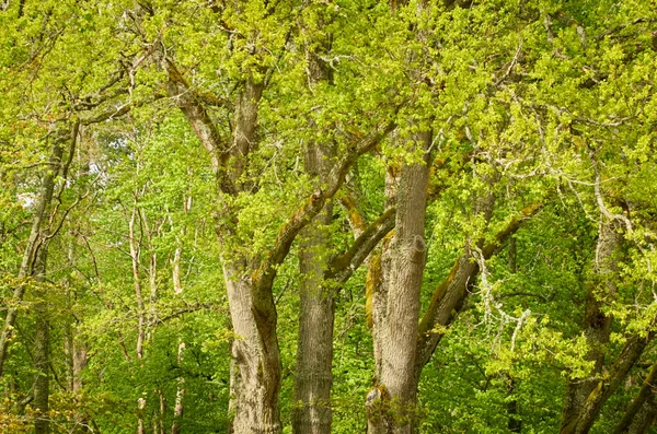 Mächtige Laubbäume Einem Waldpark Grüne Blätter Sommerlandschaft Themen Natur Umwelt — Stockfoto