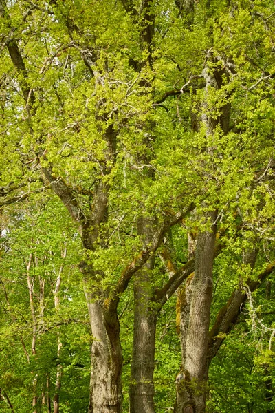 Δυνατή Φυλλοβόλα Βελανιδιά Ένα Δασικό Πάρκο Πράσινα Φύλλα Θερινό Τοπίο — Φωτογραφία Αρχείου