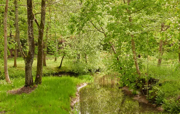 Rio Parque Florestal Verde Letónia Árvores Plantas Primavera Início Verão — Fotografia de Stock
