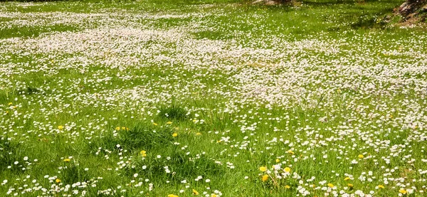 Białe Kwiaty Stokrotki Bellis Annua Zielona Trawa Kwitnący Trawnik Miejskim — Zdjęcie stockowe