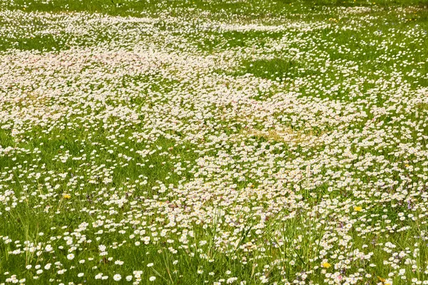 White Daisy Flowers Bellis Annua Green Grass Blooming Lawn City — Stockfoto