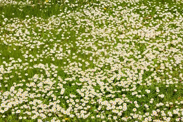 White Daisy Flowers Bellis Annua Green Grass Blooming Lawn City — Stockfoto