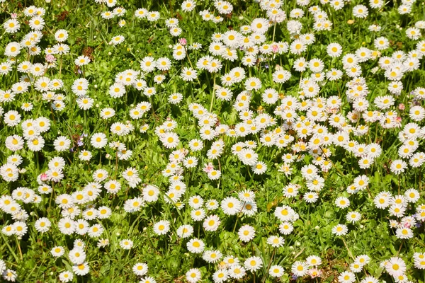 白色菊花 Belis Annua 城市森林公园里盛开的草坪 柔和的阳光春天 园林设计 植物学 和平与欢乐概念 — 图库照片