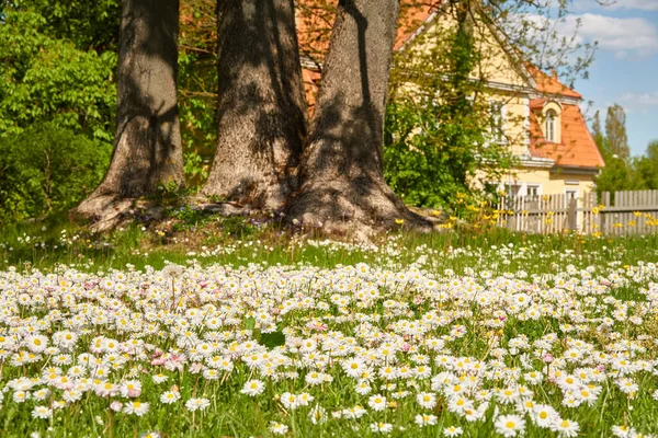 Şehir Parkında Çimenlik Arka Planda Geleneksel Kır Evi Güneşli Bir — Stok fotoğraf