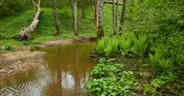 Flod Skogspark Träd Växter Mossa Ormbunke Grönt Gräs Reflektioner Vatten Stockbild
