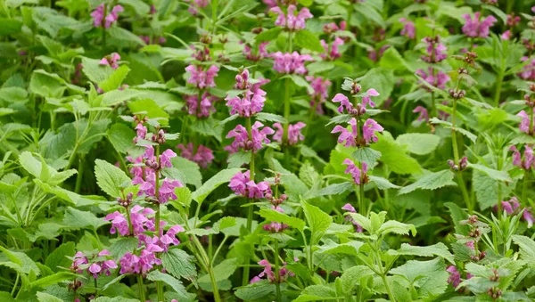 Blommande Gräsmatta Äng Rosa Och Lila Lamium Blommor Skogspark Våren Royaltyfria Stockbilder